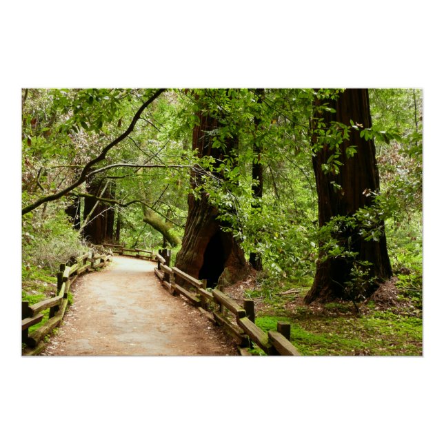 Muir Woods Path II Naturfotografie Poster (Vorderseite)