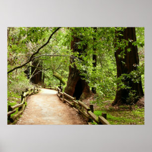 Muir Woods Path II Naturfotografie Poster