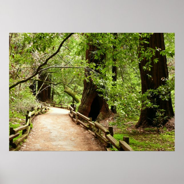 Muir Woods Path II Naturfotografie Poster (Vorne)