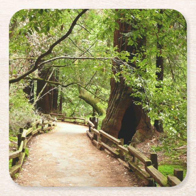 Muir Woods Path II Naturfotografie Rechteckiger Pappuntersetzer (Vorderseite)
