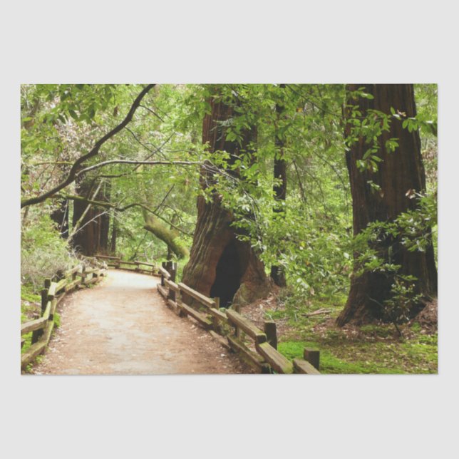 Muir Woods Path II Naturfotografie Seidenpapier (Vorderseite)