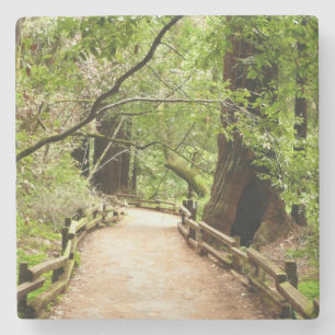Muir Woods Path II Naturfotografie Steinuntersetzer
