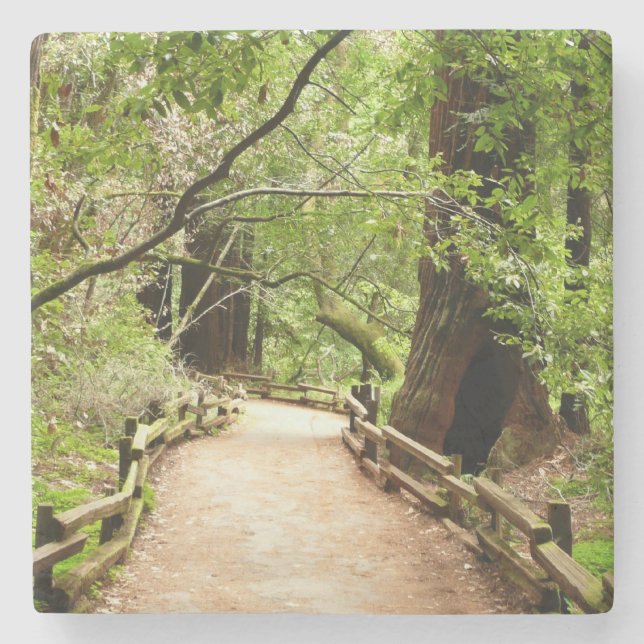 Muir Woods Path II Naturfotografie Steinuntersetzer (Vorderseite)