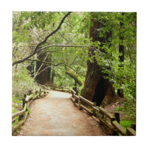 Muir Woods Pfad II Naturfotografie Fliese