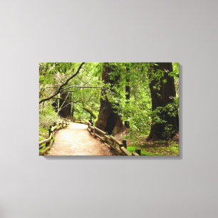 Muir Woods Pfad II Naturfotografie Leinwanddruck