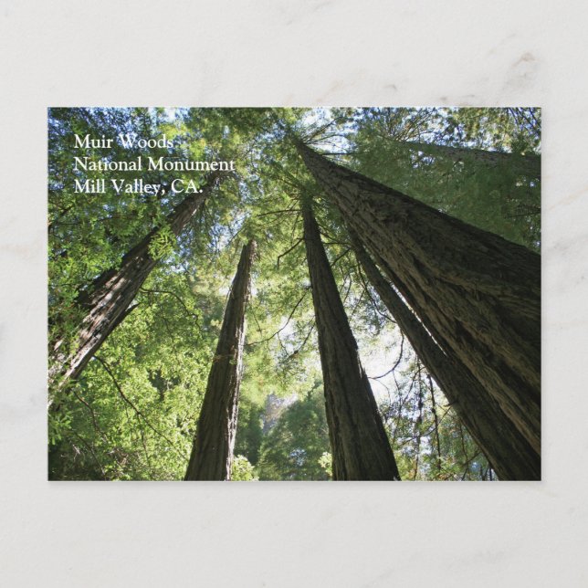 Muir Woods Post Card Postkarte (Vorderseite)