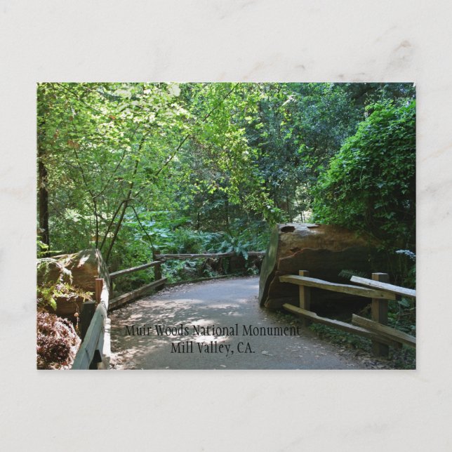 Muir Woods Post Card Postkarte (Vorderseite)