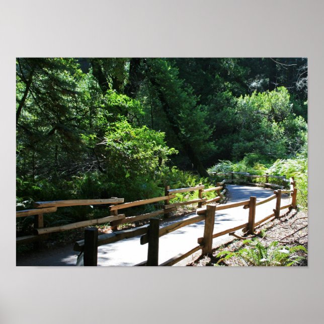 "Muir Woods Walk" Poster (Vorne)