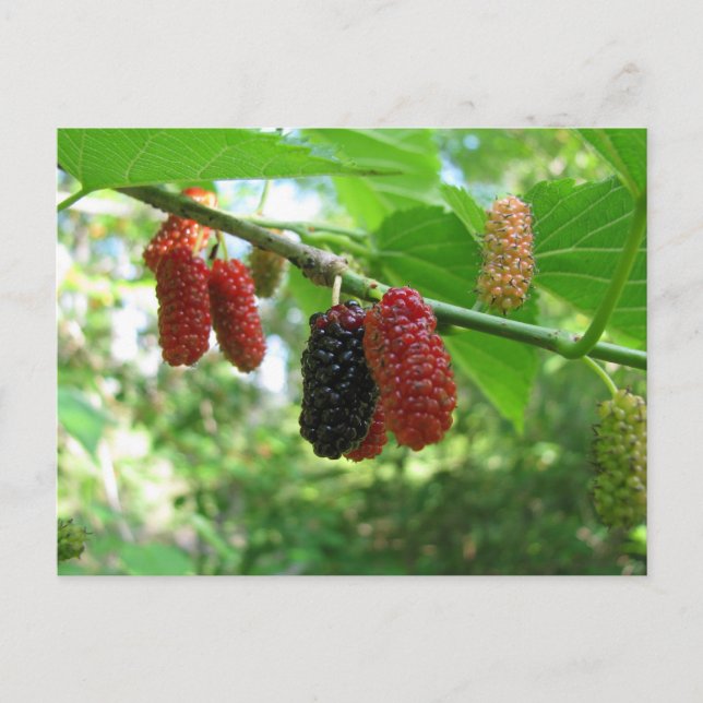 Mulberry Tree Postkarte (Vorderseite)
