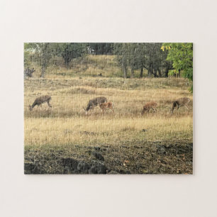 Mule Dee in einem Feld