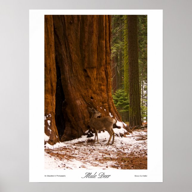 Mule Dee Print Poster (Vorne)