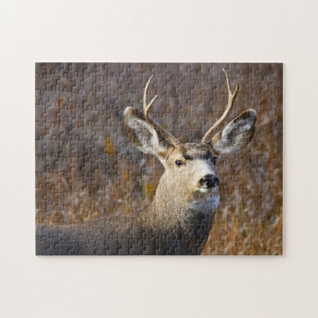 Mule Deer. (Horizontal)