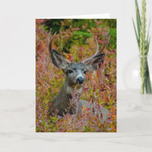 Mule Deer avec Carte de remerciements couleur auto