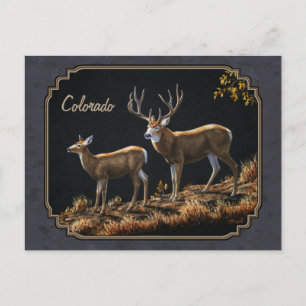 Mule Deer Buck and Doe Gray Custom Postkarte
