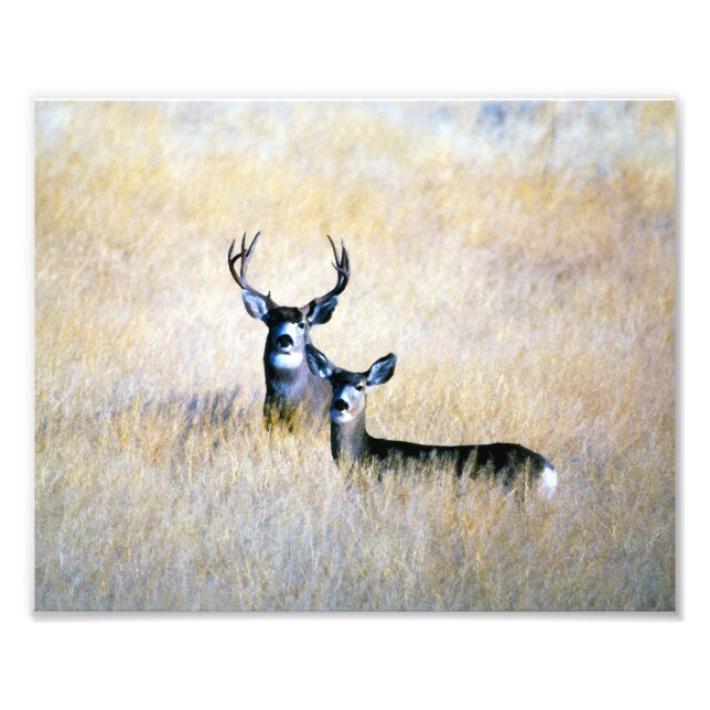 Mule Deer Buck & Doe Digital Fine Art Print Fotodruck (Vorne)