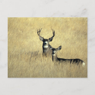 Mule Deer Buck - Doe Postkarte