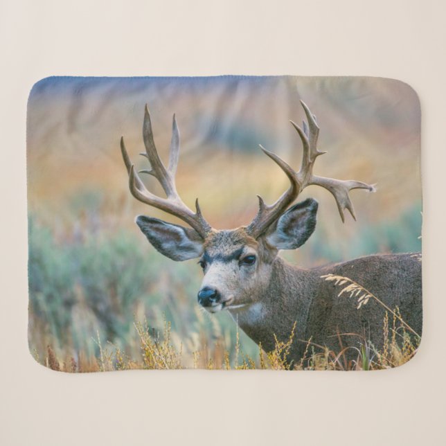 Mule Deer Buck | Grand Teton National Park Wyoming Sherpadecke (Vorderseite (Horizontal))