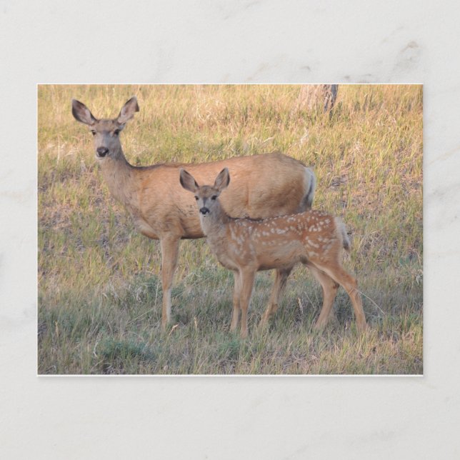Mule Deer Doe and Fawn Postkarte (Vorderseite)