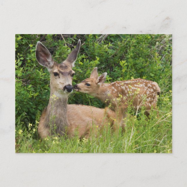 Mule Deer Doe with Fawn Postkarte (Vorderseite)