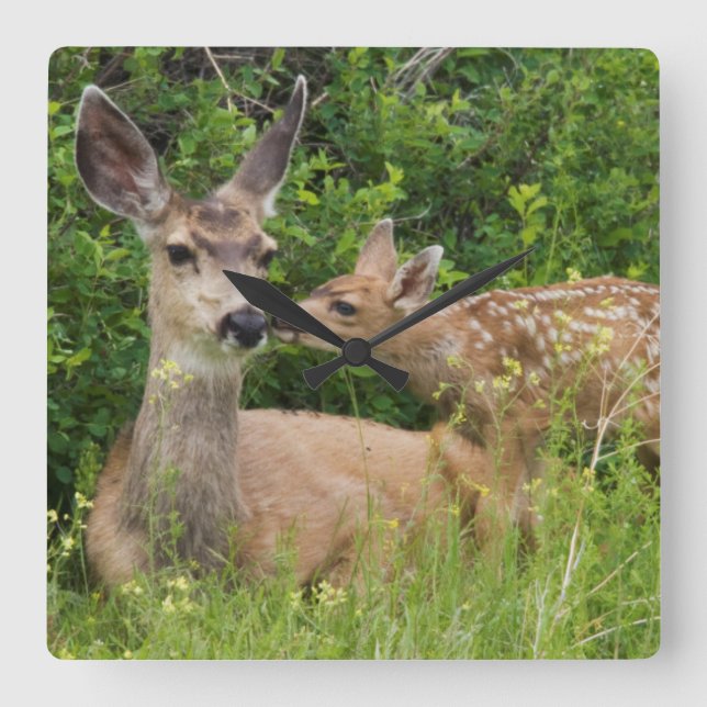 Mule Deer Doe with Fawn Quadratische Wanduhr (Vorderseite)