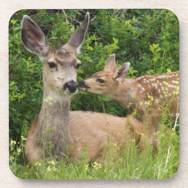 Mule Deer Doe with Fawn Untersetzer (Vorderseite)