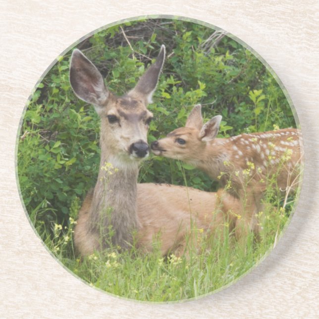 Mule Deer Doe with Fawn Untersetzer (Vorne)