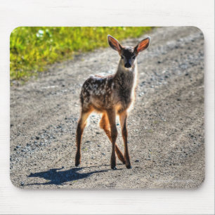 Mule Deer Fawn Baby Animal Wildlife Foto Mousepad