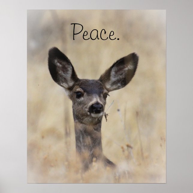 Mule Deer Fawn Poster (Vorne)