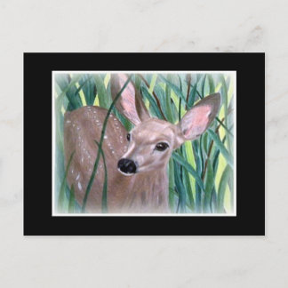 Mule Deer Fawn Postkarte