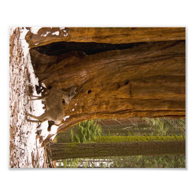 Mule Deer Fotodruck (Vorne)