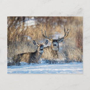 Mule Deer im schneebedeckten Gras Feiertagspostkarte