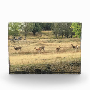 Mule Deer in a Field, Joseph, Oregon Fotoblock