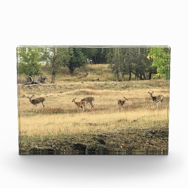 Mule Deer in a Field, Joseph, Oregon Fotoblock (Vorderseite)