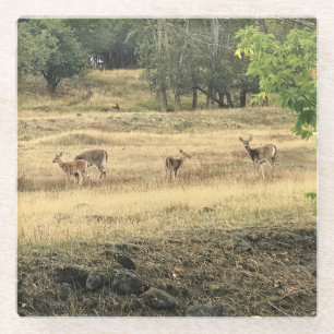 Mule Deer in a Field, Joseph, Oregon Glasuntersetzer