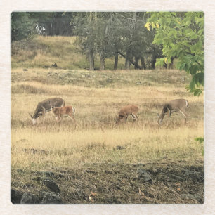 Mule Deer in a Field, Joseph, Oregon Glasuntersetzer