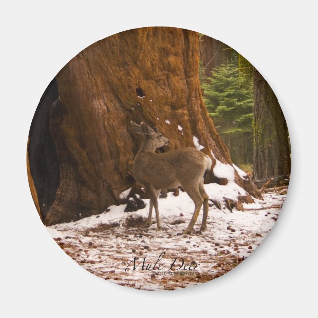 Mule Deer Magnet (Vorne)