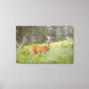 Mule Deer (Odocoileus hemionus) auf Wiese Leinwanddruck