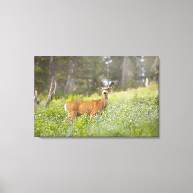Mule Deer (Odocoileus hemionus) auf Wiese Leinwanddruck (Vorderseite)