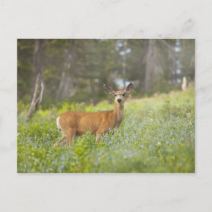 Mule Deer (Odocoileus hemionus) auf Wiese Postkarte