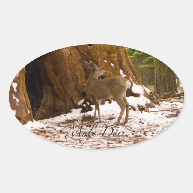 Mule Deer Ovaler Aufkleber (Vorderseite)