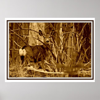 Mule Deer: Poster