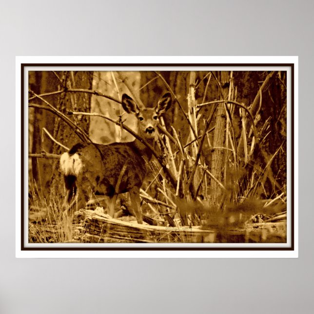 Mule Deer: Poster (Vorne)