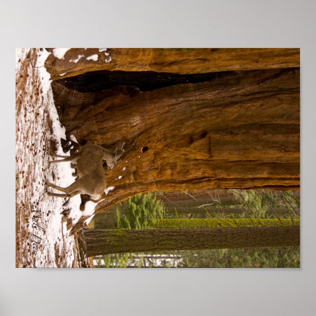 Mule Deer Poster (Vorne)