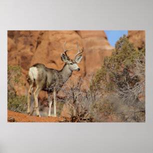 Mule Deer Poster