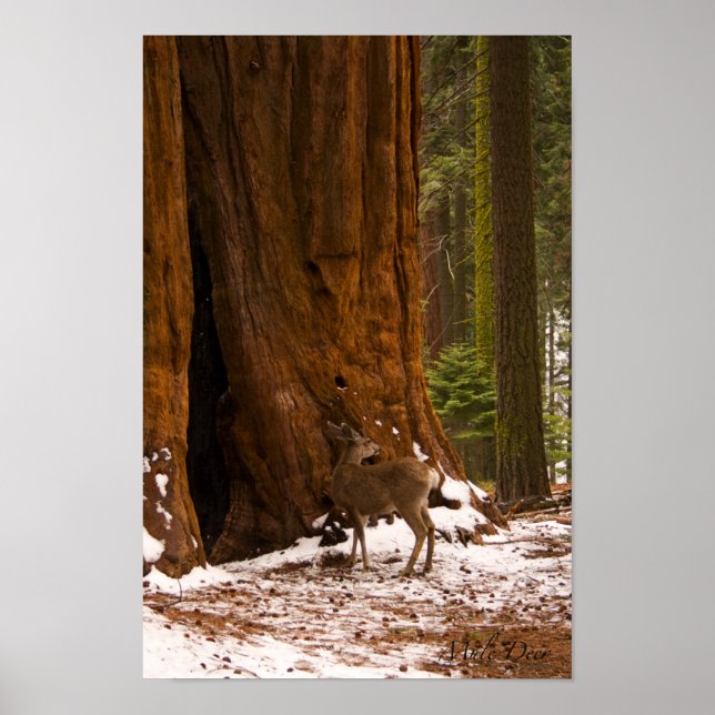 Mule Deer Poster (Vorne)