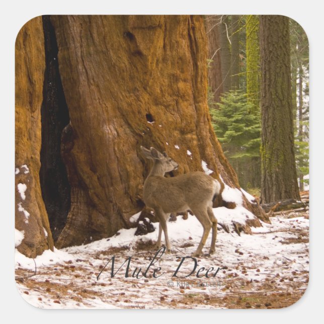Mule Deer Quadratischer Aufkleber (Vorderseite)