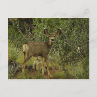 Mule Deer Raspberry Postcard Postkarte