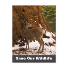 Mule Deer Rette unsere Wildlife Postkarte