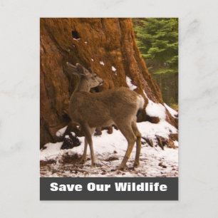 Mule Deer Sauvez Notre Carte Postale Faune