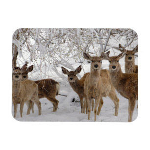 Mule Deer Wyoming Magnet